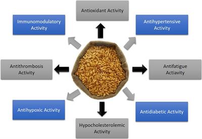 Dietary-Nutraceutical Properties of Oat Protein and Peptides